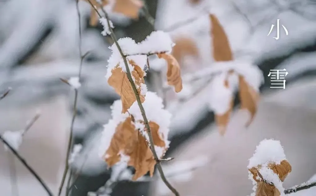 Me Me Snow – Yuav Paub Li Cas